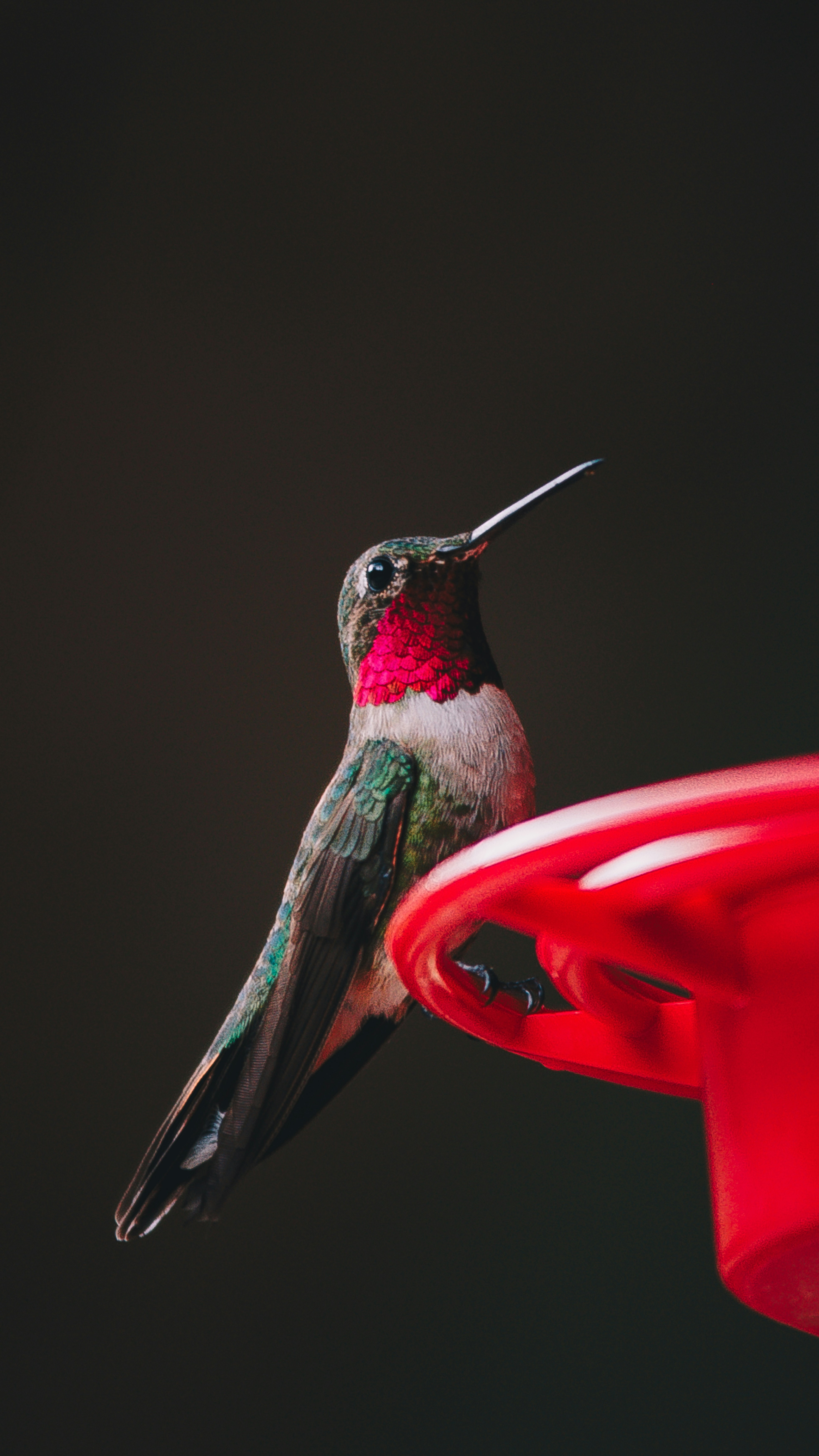 Ruby-throated hummingbird at a feeder